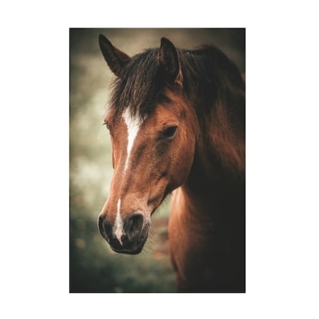 Philippe Sainte Laudy 'Brown Horse' Canvas Art,12x19